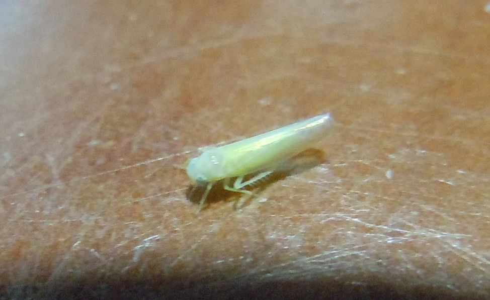 Cicadellidae, sottofam. Typhlocybinae, tribù Empoascini